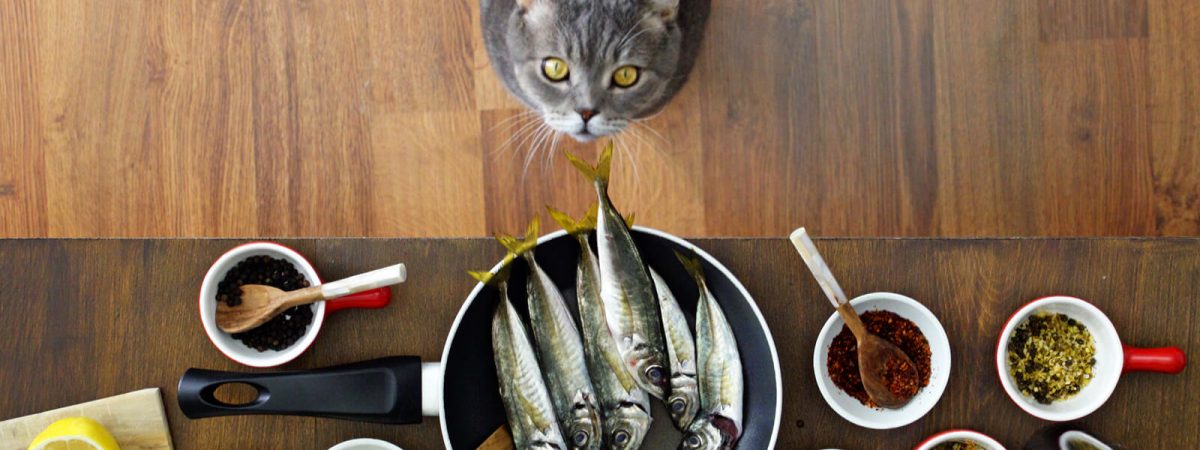 چطور گربه خود را به غذای جدید عادت دهیم؟