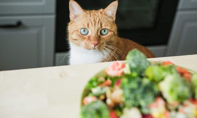 ۵ ماده غذایی که ممکن است به گربه شما آسیب برساند