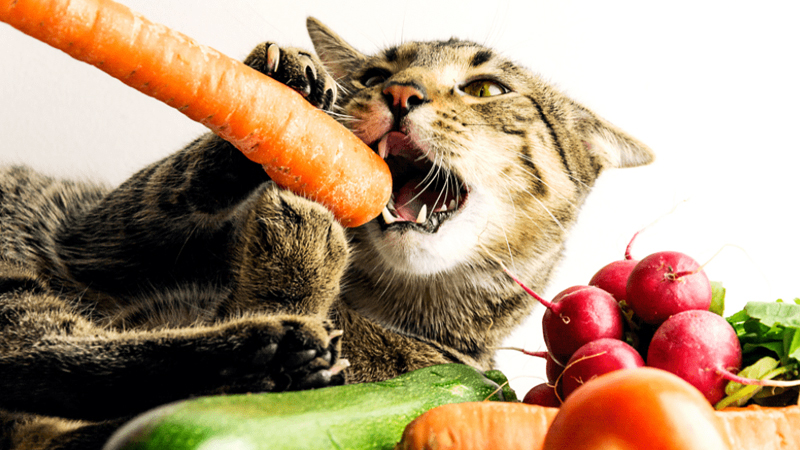 ۵ میوه و سبزی مجاز برای گربه