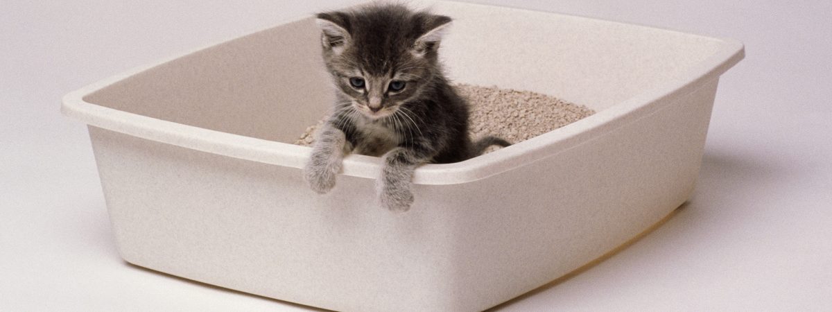 آموزش استفاده از ظرف خاک در بچه گربه ها