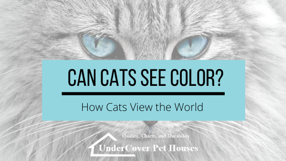 گربه جهان را چگونه می بیند؟