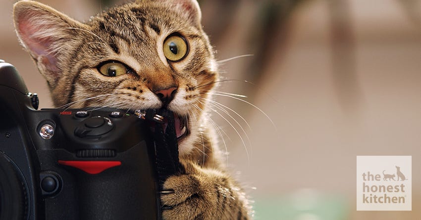 چرا گربه ها به جویدن اشیا علاقه داند؟