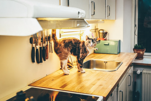 مواد لازم برای تهیه غذای مناسب برای گربه ها