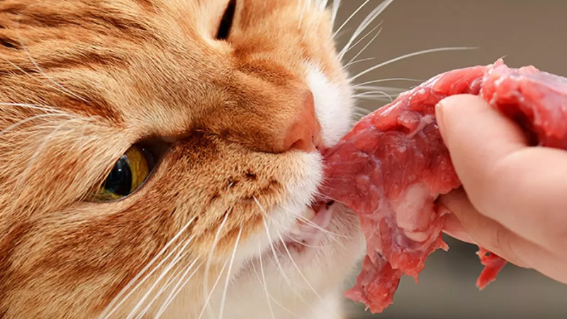 ۵ غذای خطرناک برای گربه ها